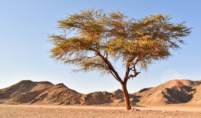شجرة السنط Photo